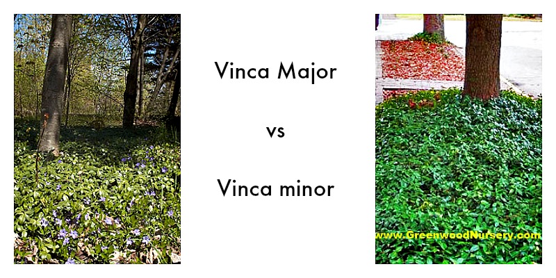 Vinca Major vs Vinca minor Groundcover Plants