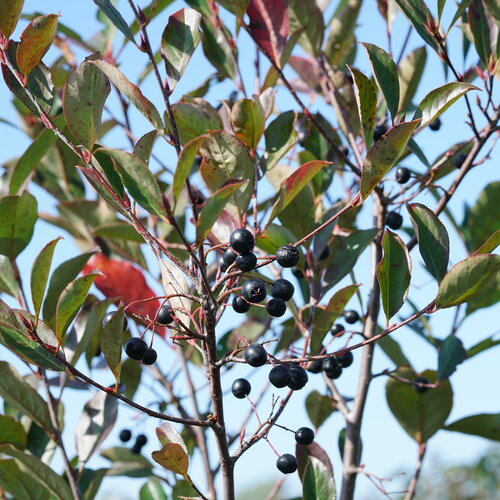 Aronia Chokeberry Lowscape Snowfire