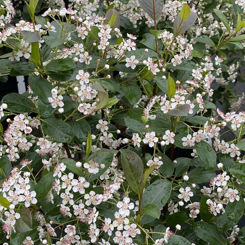 Aronia Chokeberry Lowscape Snowfire