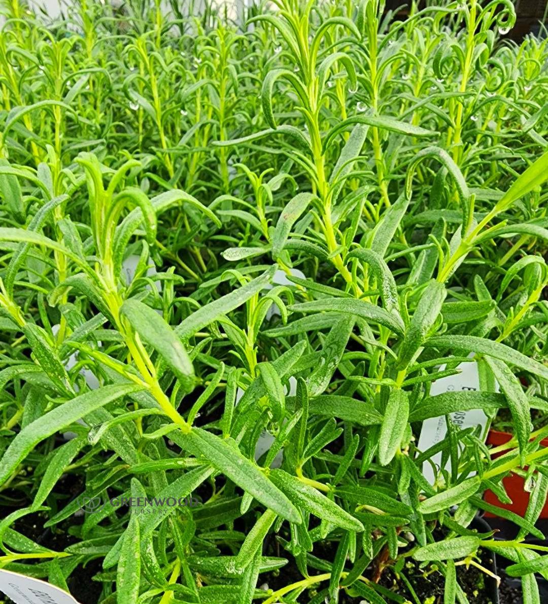 Barbeque Rosemary, Rosmarinus officinalis 'Barbeque', Monrovia Plant
