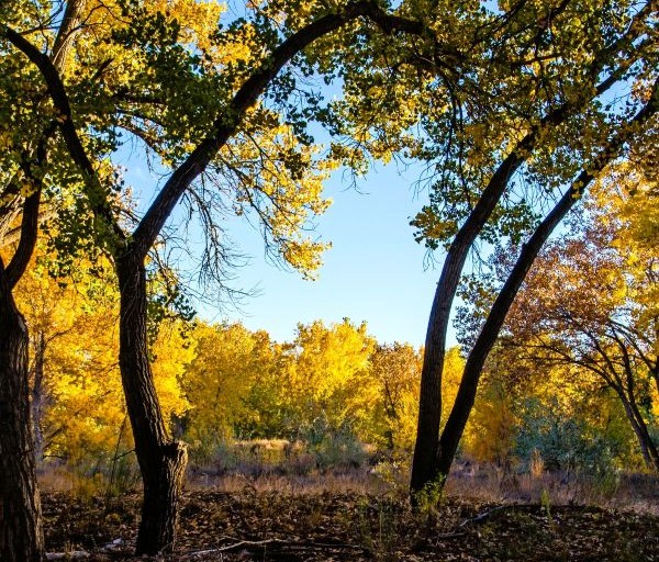 Siouxland Cottonwood Trees