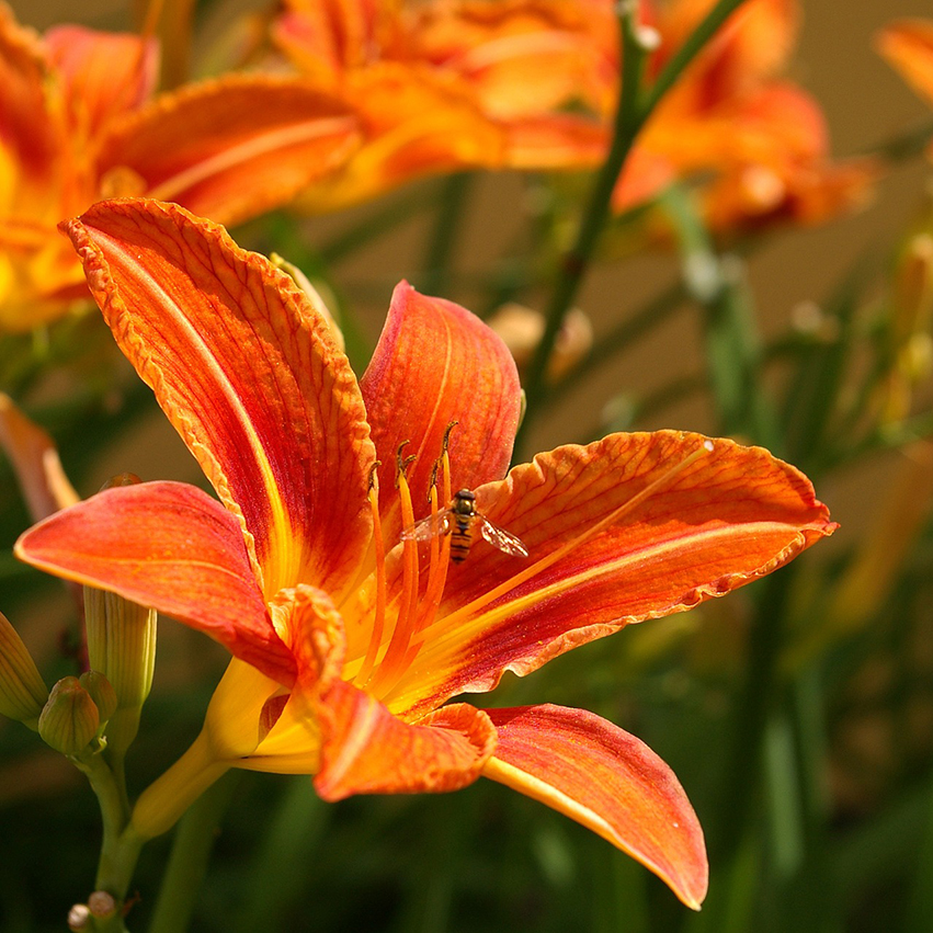 Nature's Orange Daylily Plants