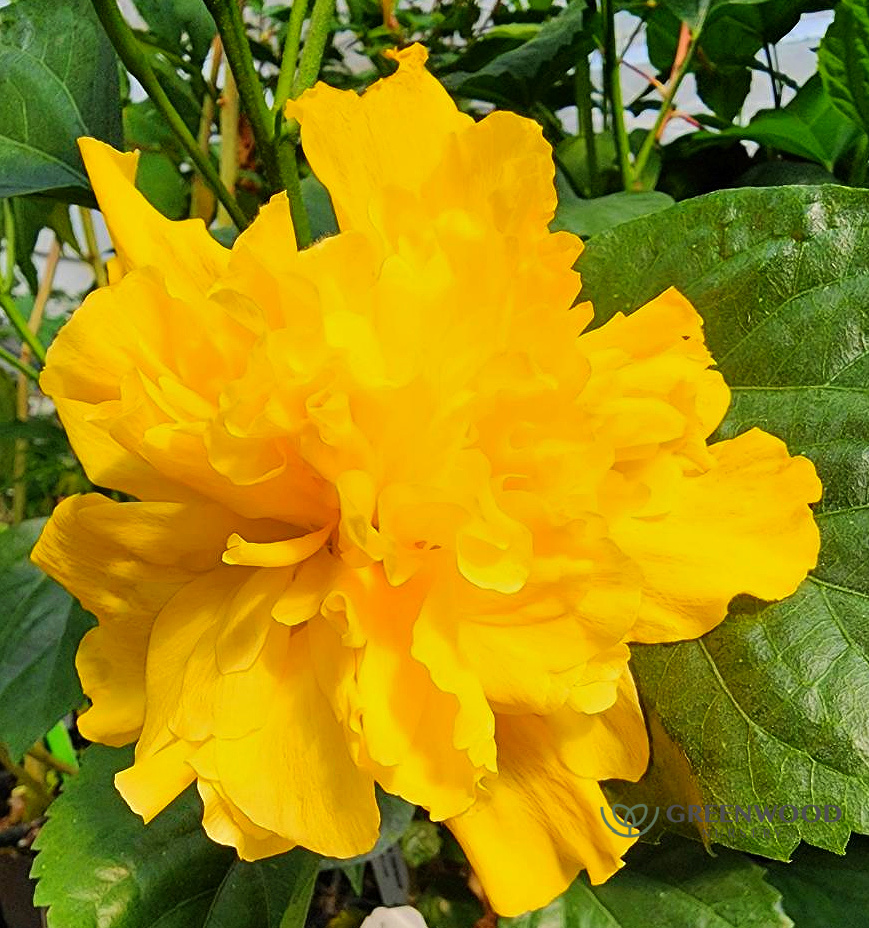 Double Yellow Hibiscus