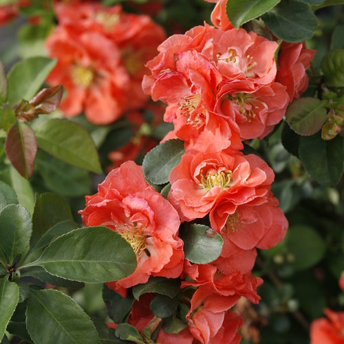 Peach Quince | Chaenomeles speciosa