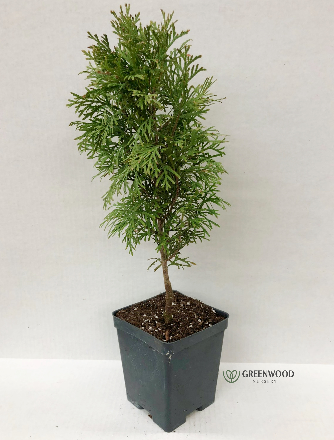 Emerald Green Arborvitae | Greenwood Nursery