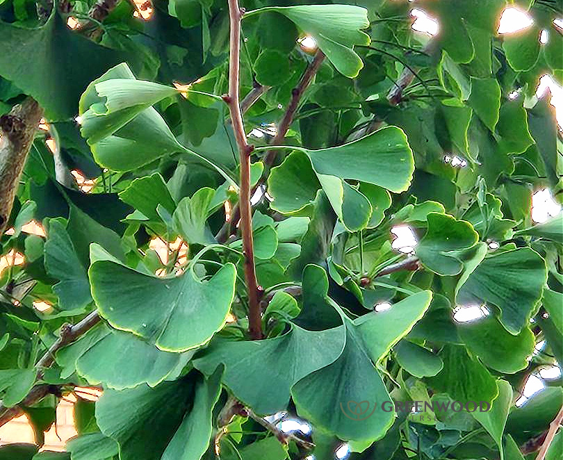 Ginkgo biloba, ginkgo, maidenhair tree