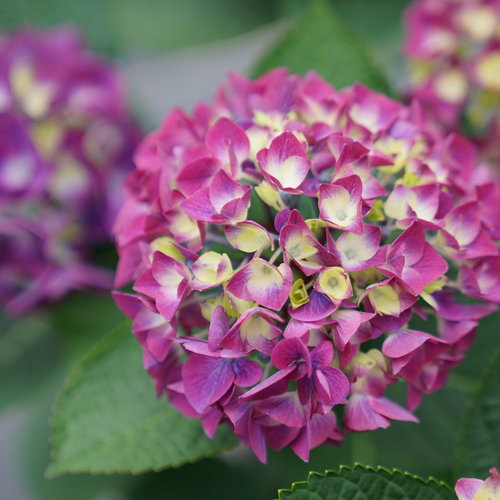 Wee Bit Giddy Hydrangea | Hydrangea macrophylla