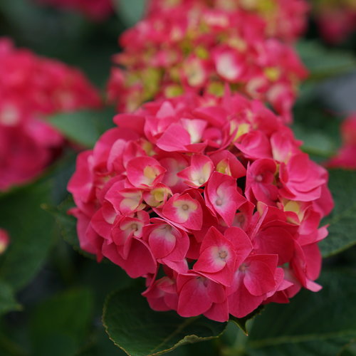 Wee Bit Giddy Hydrangea | Hydrangea macrophylla