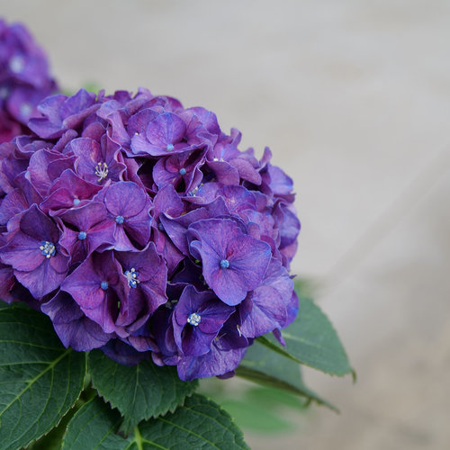 Wee Bit Grumpy Hydrangea | Hydrangea macrophylla