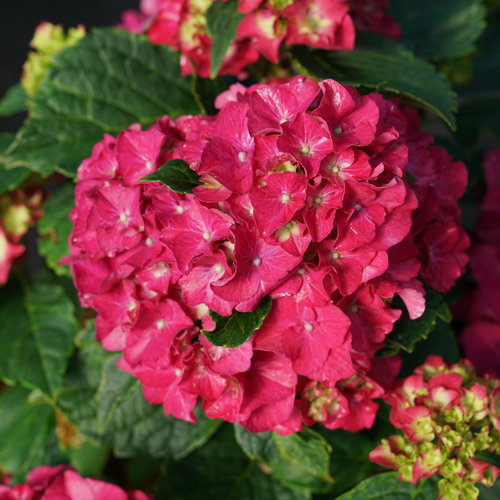 Wee Bit Grumpy Hydrangea | Hydrangea macrophylla