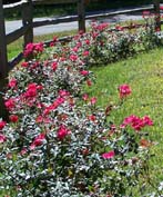 winter care for your shrub roses