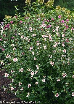Compact White Rose of Sharon Flowering Shrub