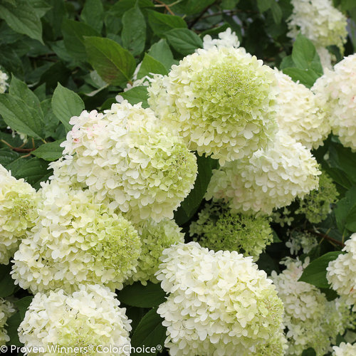 Limelight Hydrangea Bush