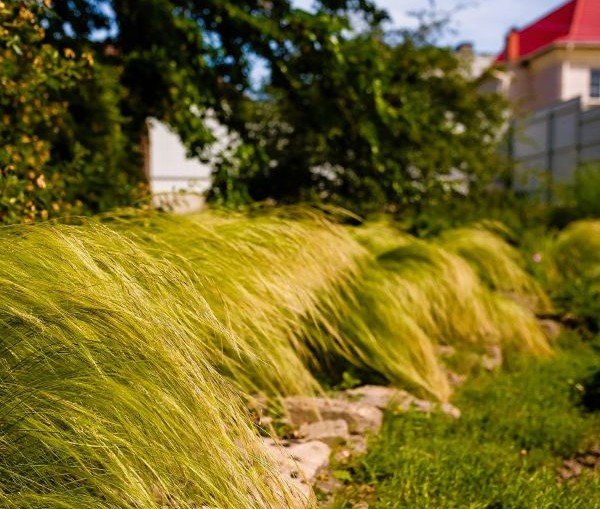 Mexican Feather Grass