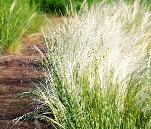 Mexican Feather Grass