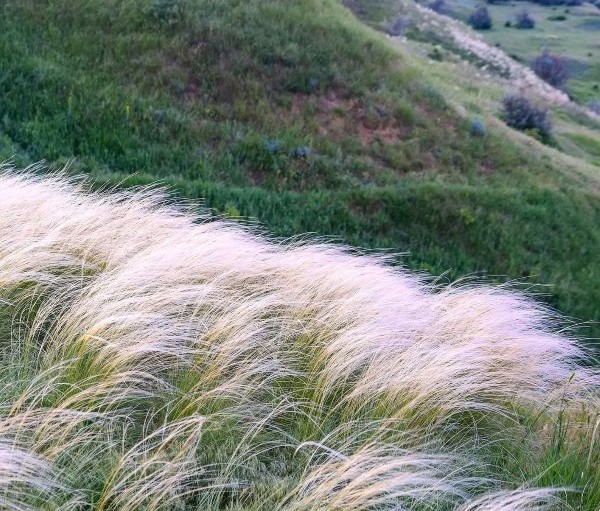 Mexican Feather Grass