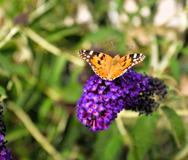 Monarch Blue Knight Buddleia