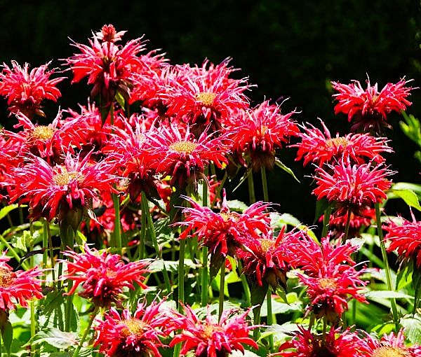 Monarda Jacob Cline - Bee Balm