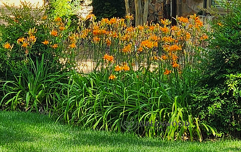 Nature's Orange Daylily Plants