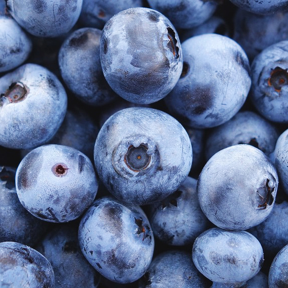 Northblue Blueberry Bushes