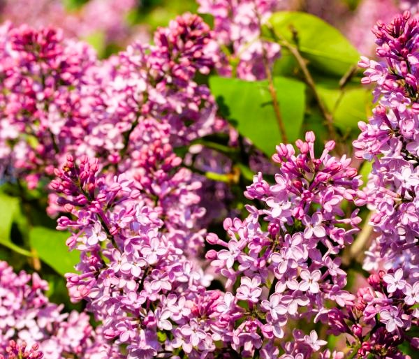 Persian Lilac Shrubs