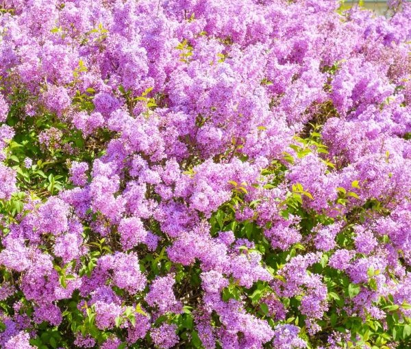 Persian Lilac Shrubs