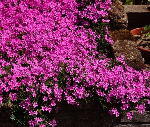 Pink Creeping Phlox