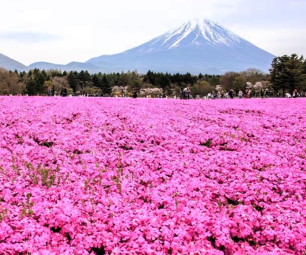 Pink Creeping Phlox