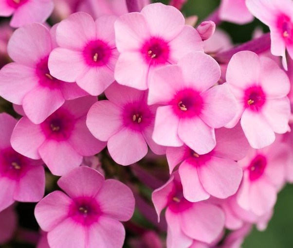 Pink Creeping Phlox