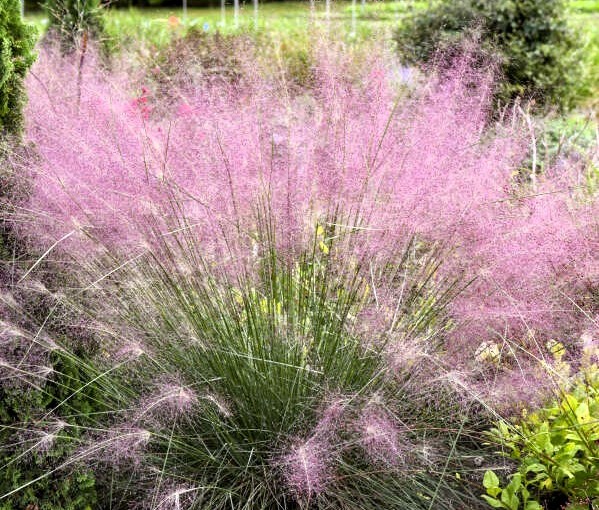 Pink Muhly Grass