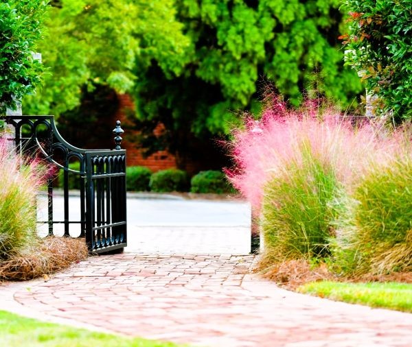 Pink Muhly Grass