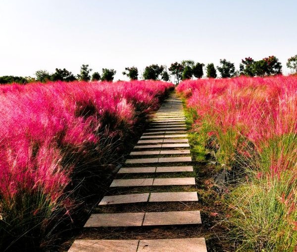 Pink Muhly Grass