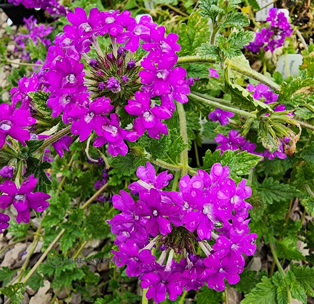 Verbena Homestead Purple | Greenwood Nursery