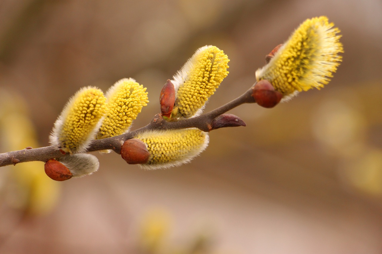 Pussy Willow