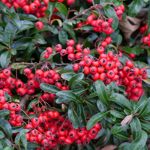 Berry Box Pyracomeles