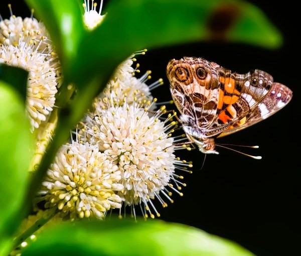 Spicebush Shrubs