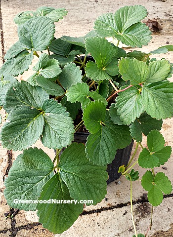 Chandler Strawberry Plants in one gallon pots