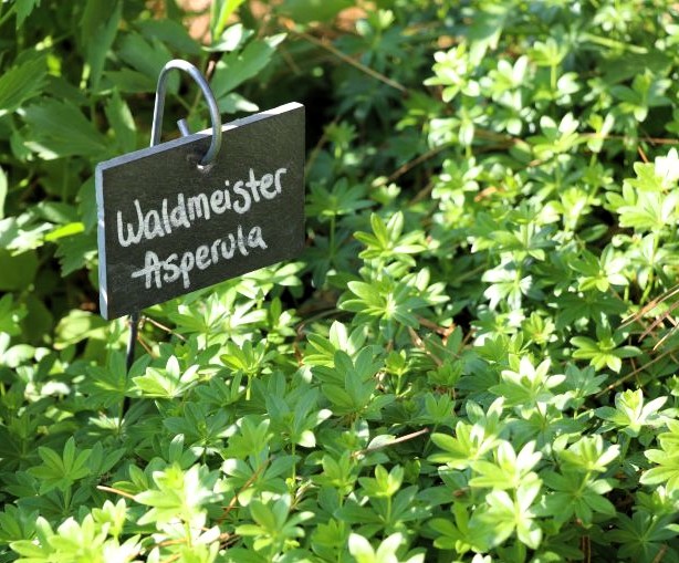 Sweet Woodruff | Galium odoratum