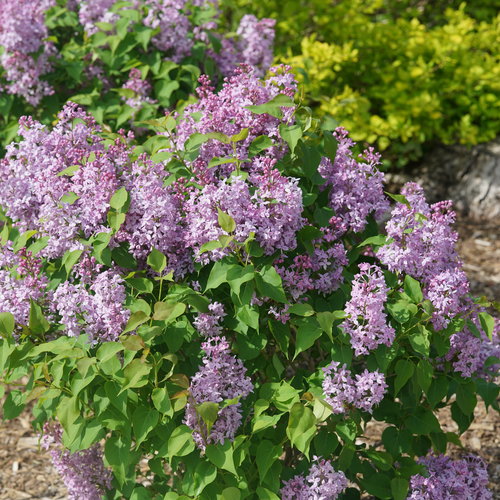 Syringa Scentara Pura | Fragrant Lilac