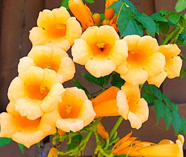 Yellow Trumpet Creeper | 'Flava Yellow'