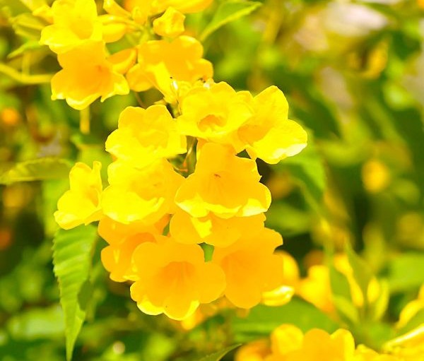 Yellow Trumpet Creeper | 'Flava Yellow'