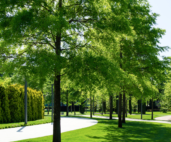 Willow Oak Trees | Greenwood Nursery