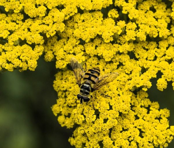 Achillea Moonshine Yarrow