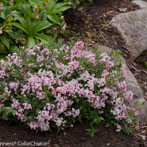 Yuki Cherry Blossom Deutzia