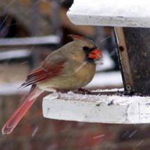 Plants With Food For Birds in Winter