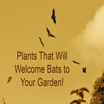 Plants to invite bats to your yard