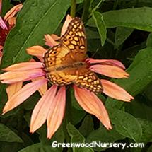 Butterfly Garden Plants Attract Butterflies