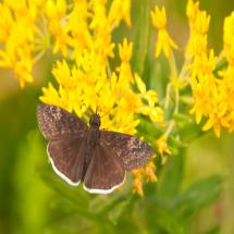 'Hello Yellow' Butterflyweed