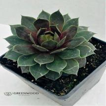 Hen and Chicks Plants