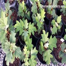 Pee Wee Oak Leaf Hydrangea
